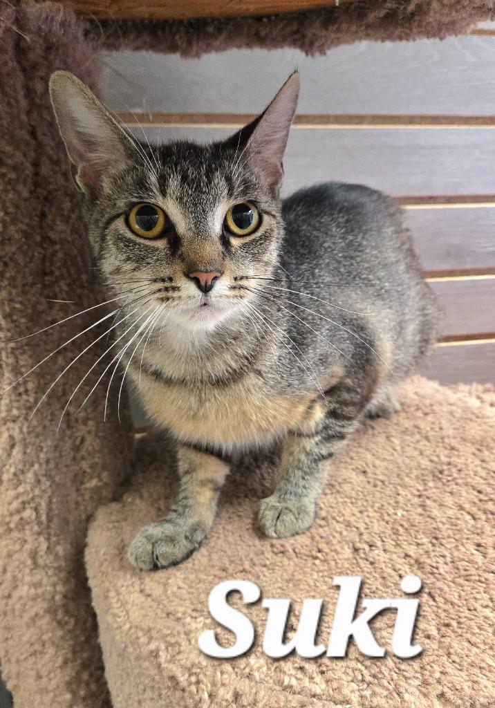 Enlarge Suki, a Adoptable mixed breed in Sidney, OH image 2/3