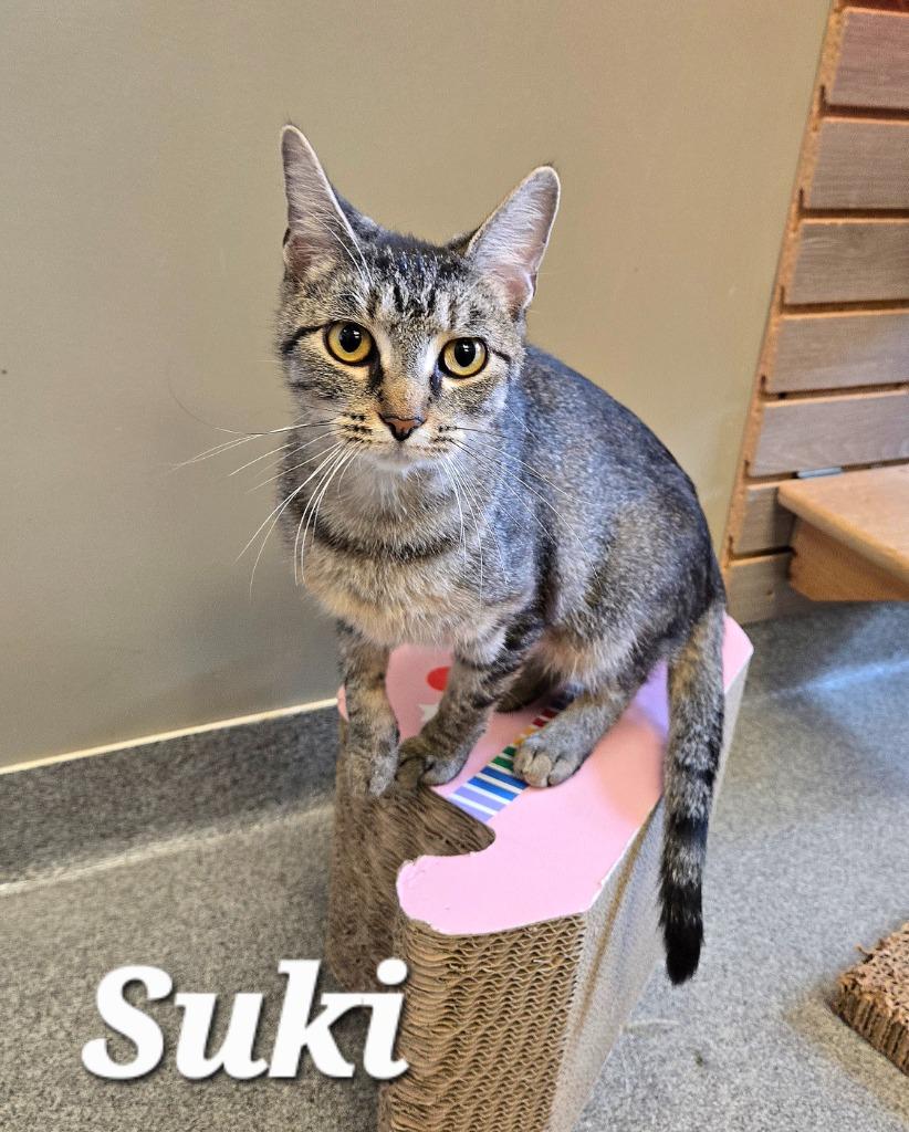 Enlarge Suki, a Adoptable mixed breed in Sidney, OH image 3/3