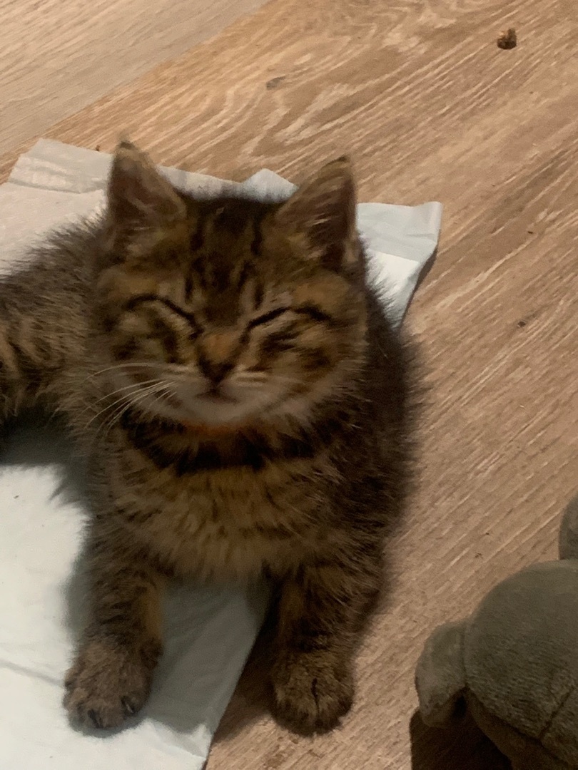 Chicago , Adopted, Kitten Male Domestic Medium Hair.