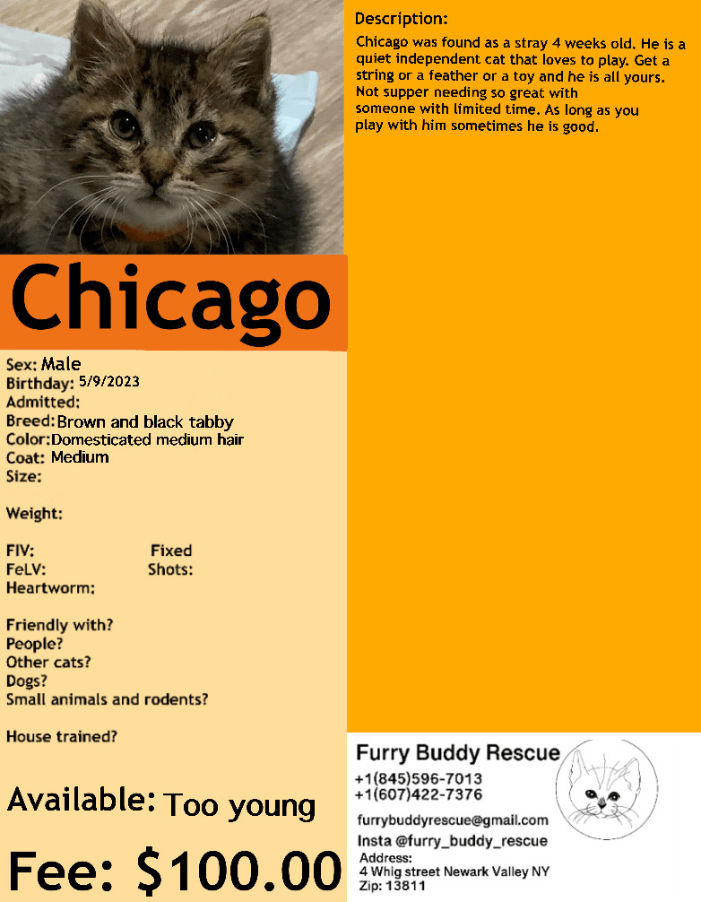 Enlarge Chicago , a Adopted mixed breed in Newark valley, NY image 2/11