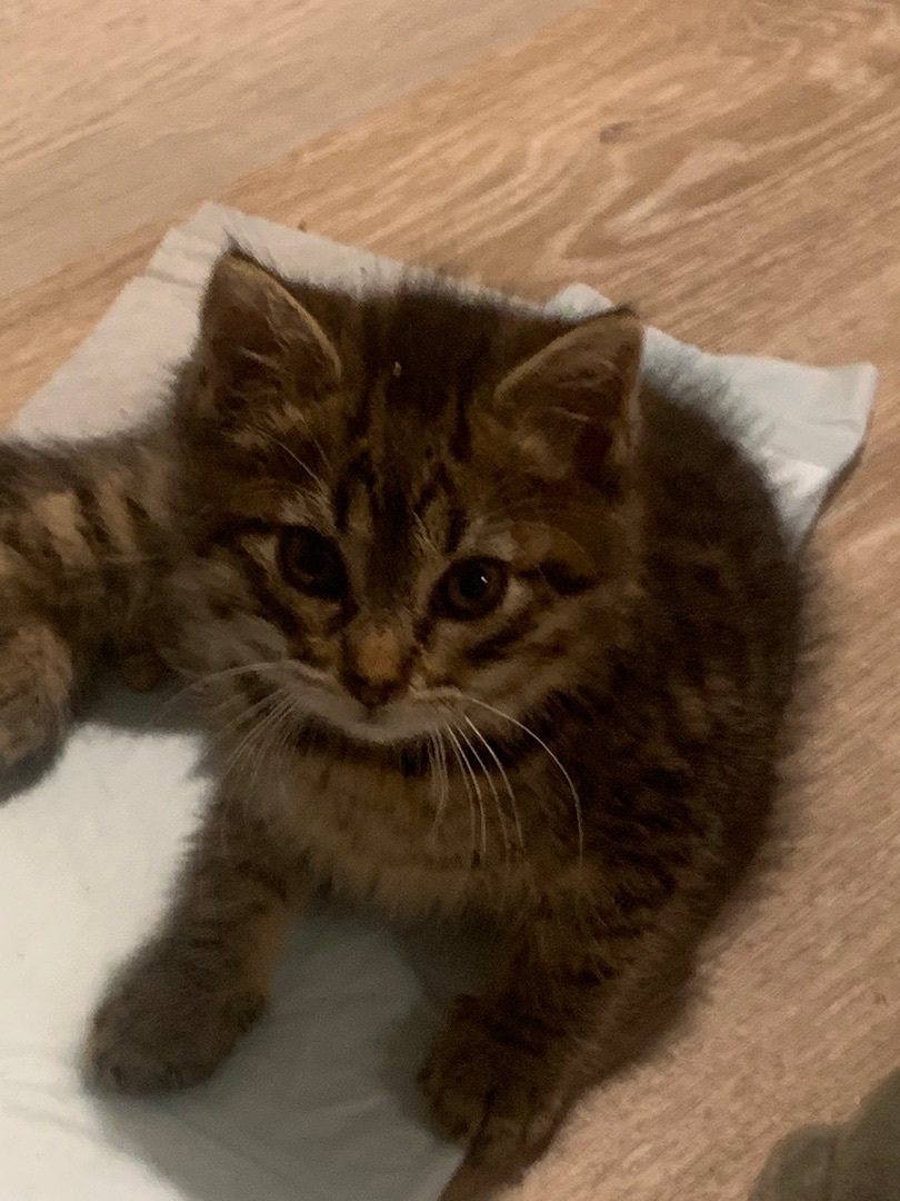 Enlarge Chicago , a Adopted mixed breed in Newark valley, NY image 3/11