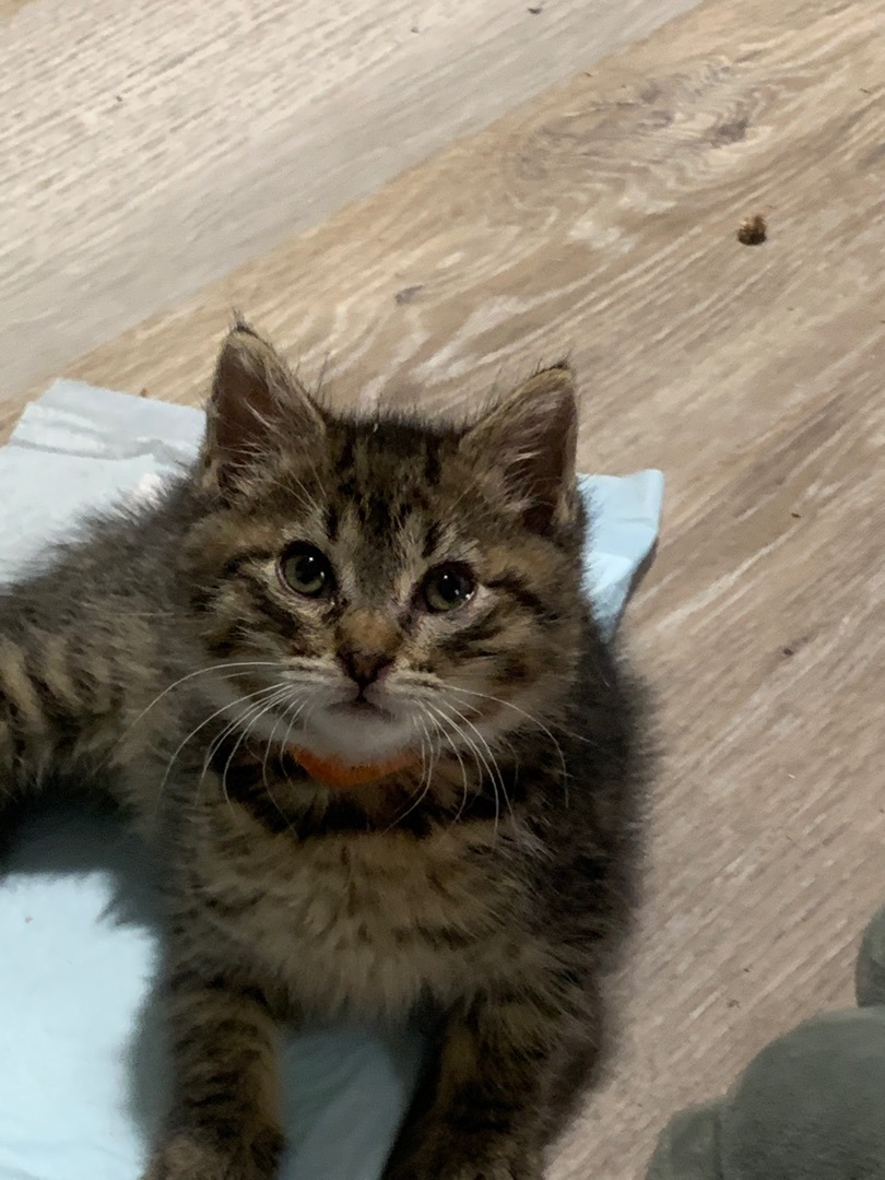 Enlarge Chicago , a Adopted mixed breed in Newark valley, NY image 4/11