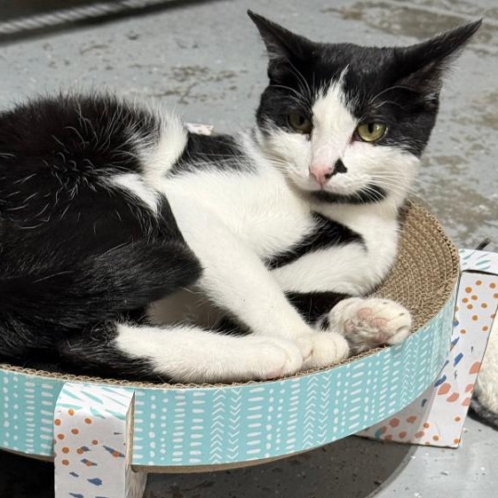 ELLIE, ADOPTABLE, Young Female Domestic Short Hair.