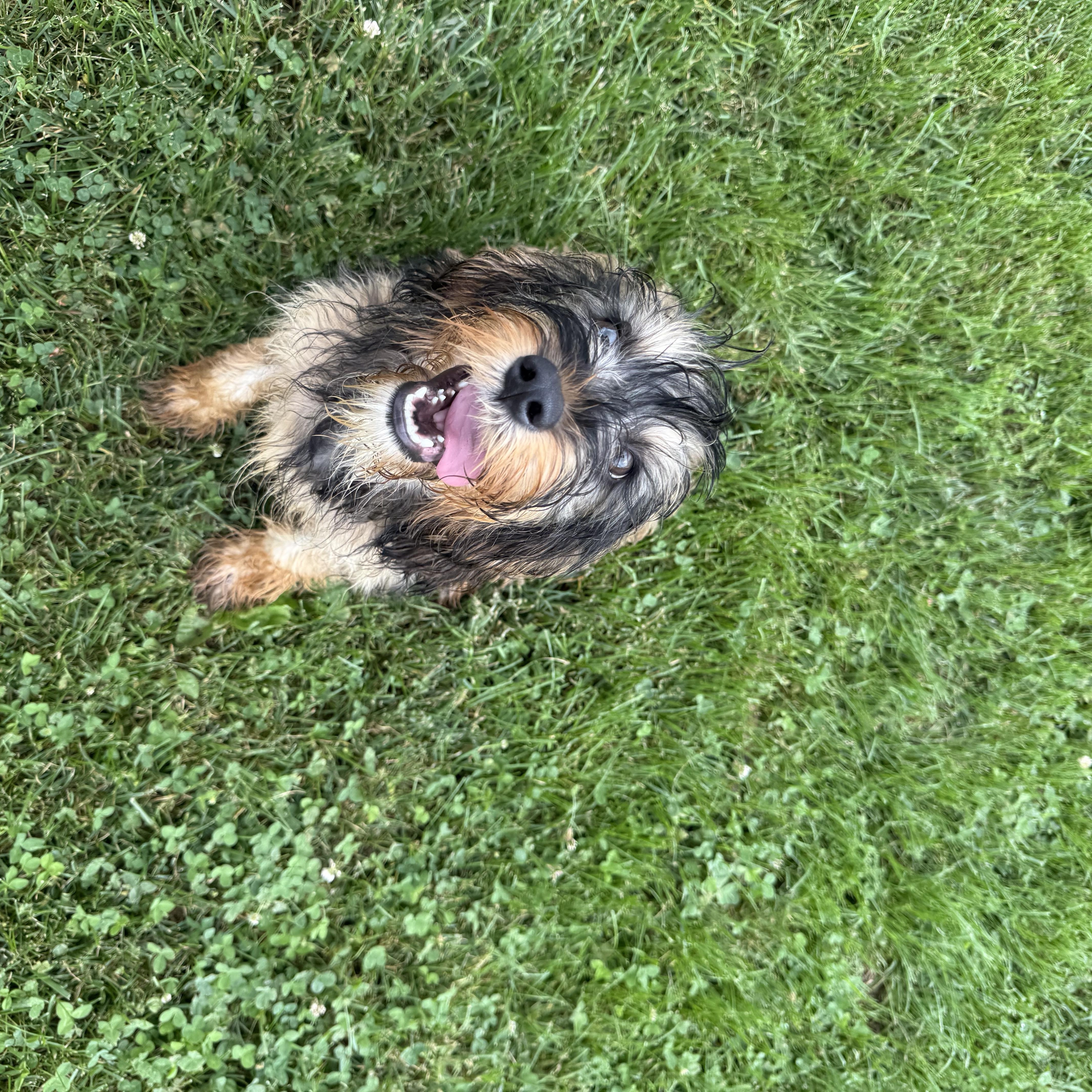Enlarge Waffles, a ADOPTABLE Cavapoo in Brazil, IN image 1/3