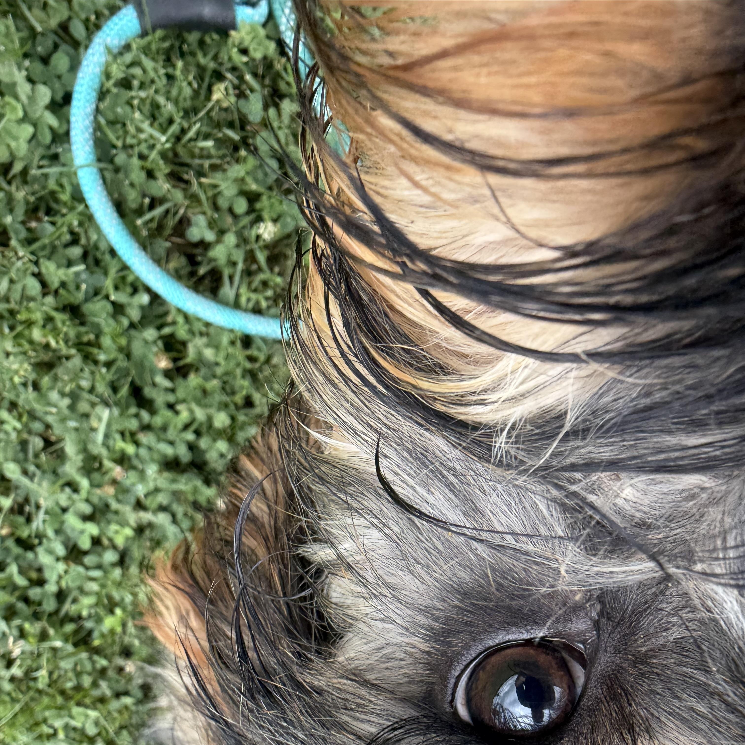 Enlarge Waffles, a ADOPTABLE Cavapoo in Brazil, IN image 3/3