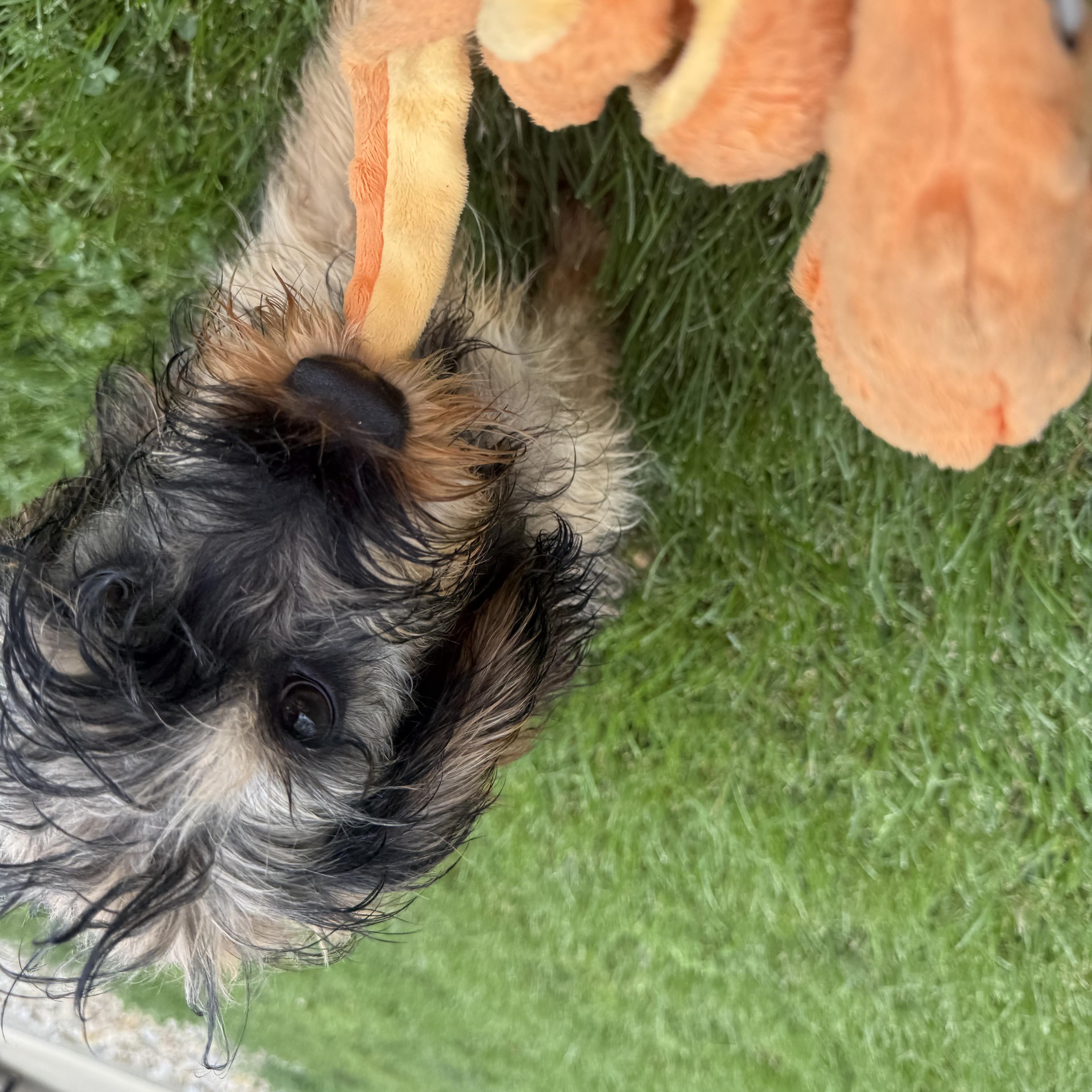 Enlarge Waffles, a ADOPTABLE Cavapoo in Brazil, IN image 2/3