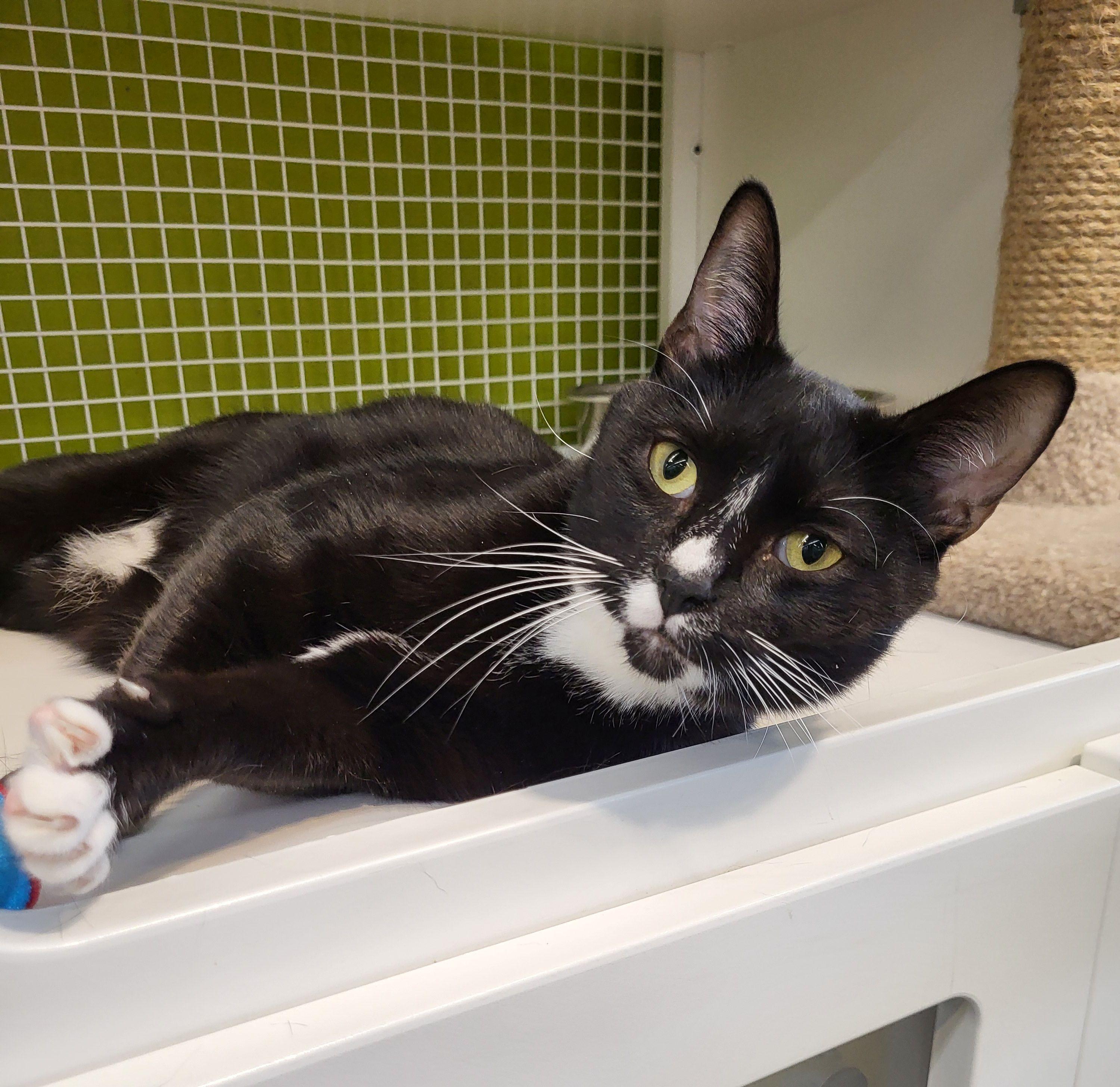 Enlarge Smokey, a Adoptable Domestic Short Hair in Lodi, CA image 1/1