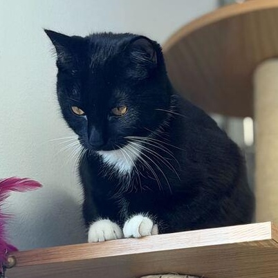 Enlarge Bootsy, a Adoptable mixed breed in Driggs, ID image 3/4