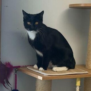 Enlarge Bootsy, a Adoptable mixed breed in Driggs, ID image 2/4