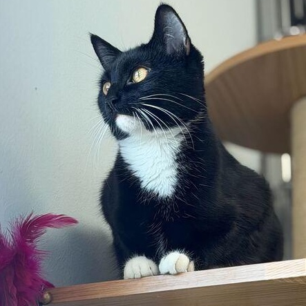 Enlarge Bootsy, a Adoptable mixed breed in Driggs, ID image 1/4