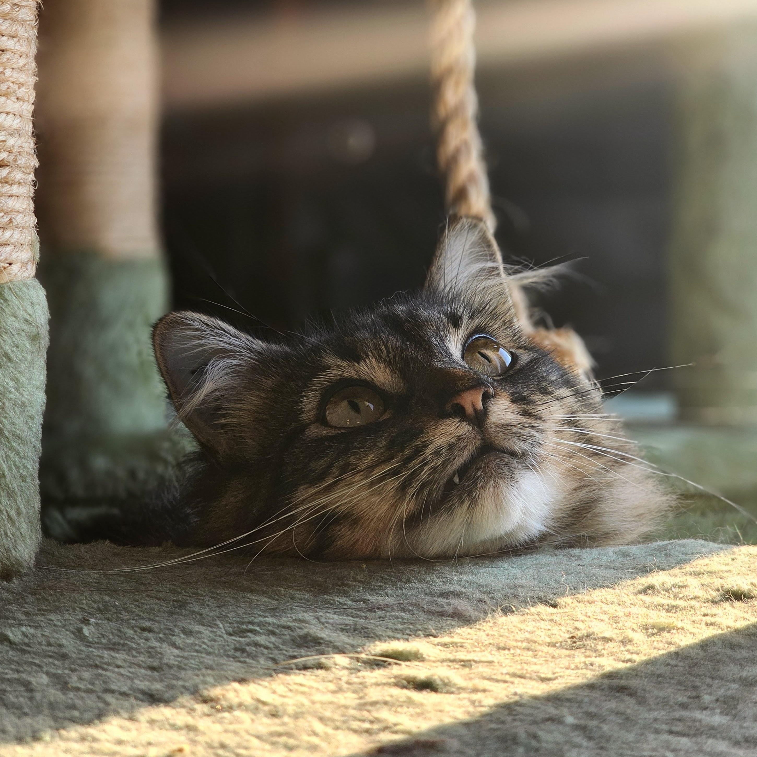 ANGEL, an adoptable Domestic Medium Hair in Campbell River, BC, V9W 5A7 | Photo Image 6