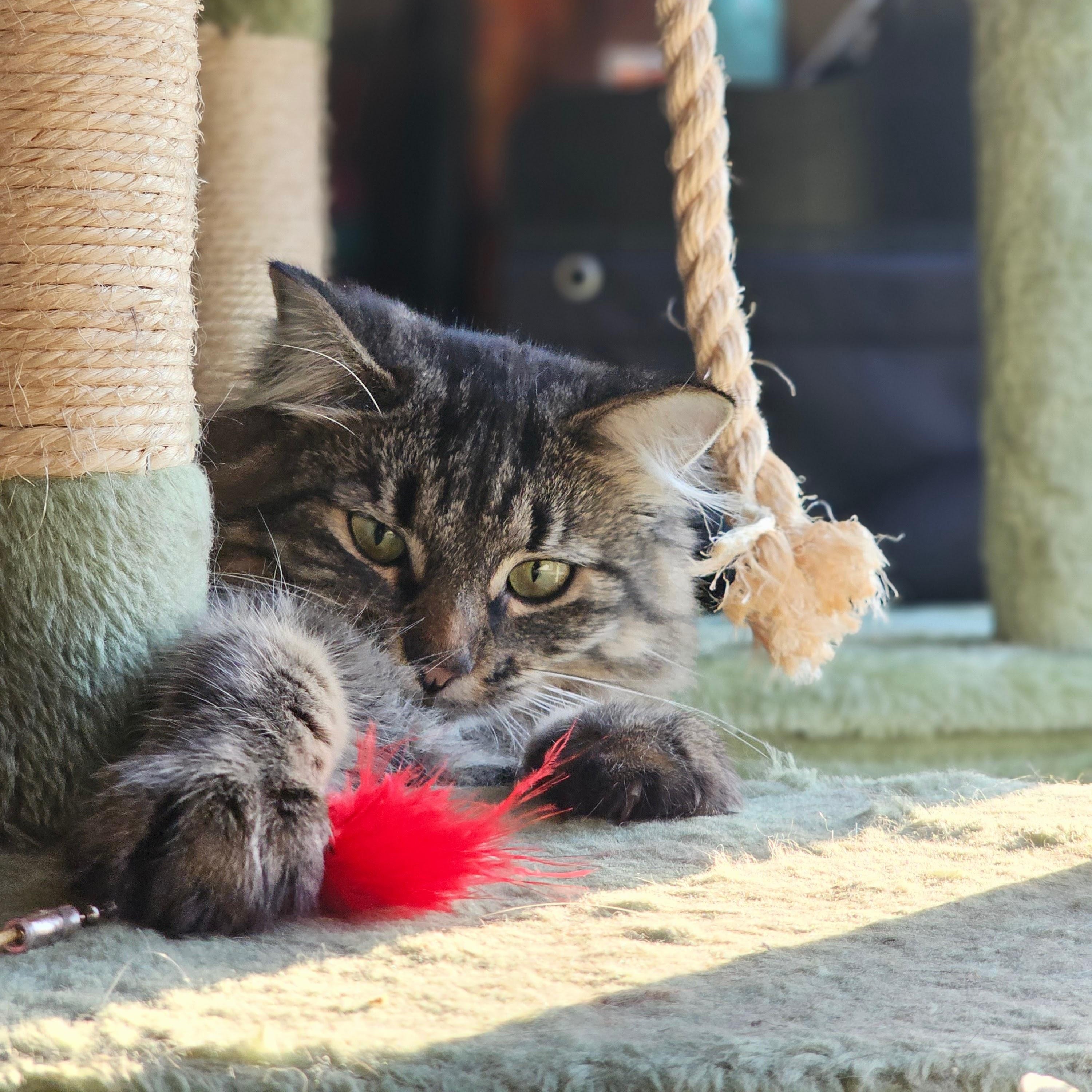 ANGEL, an adoptable Domestic Medium Hair in Campbell River, BC, V9W 5A7 | Photo Image 5