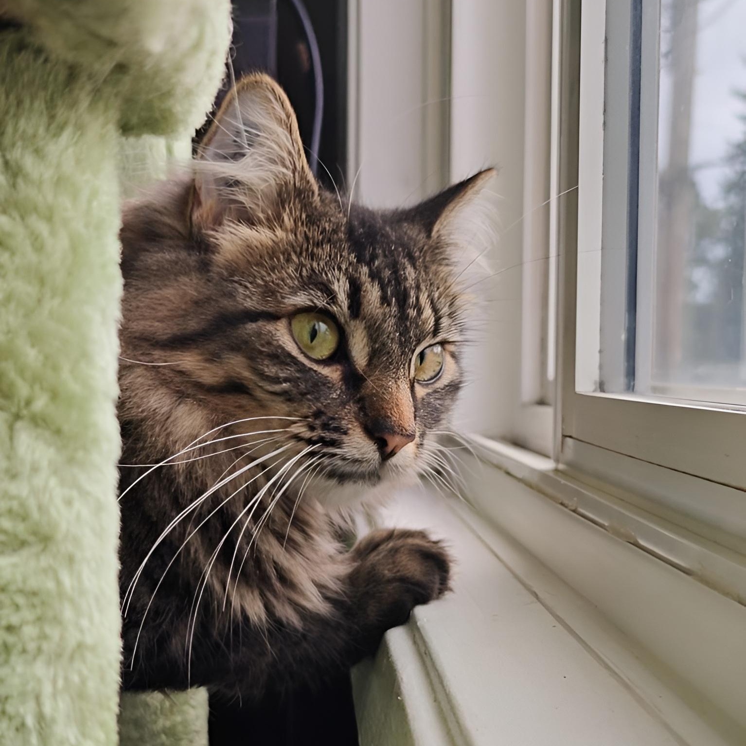 ANGEL, an adoptable Domestic Medium Hair in Campbell River, BC, V9W 5A7 | Photo Image 2