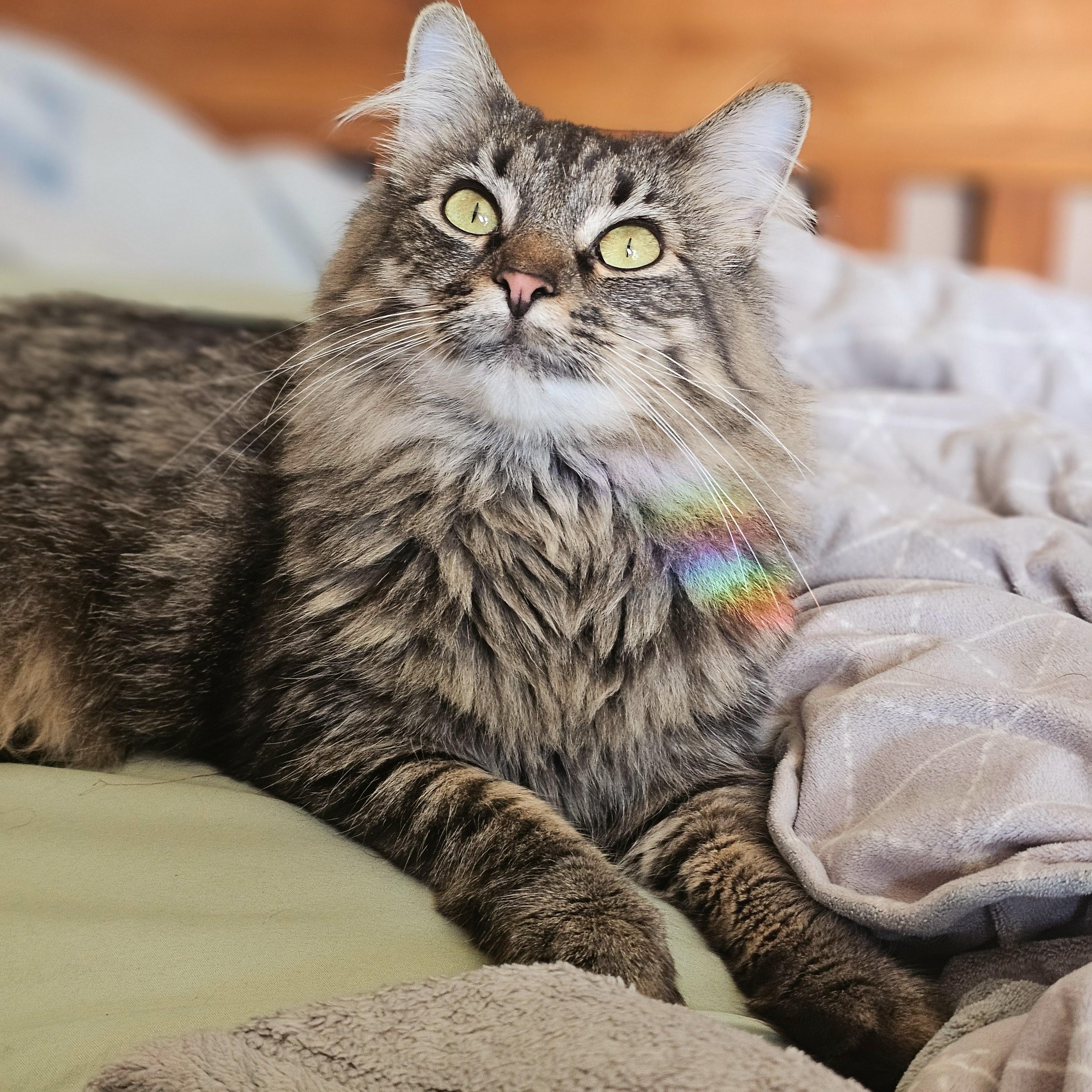 ANGEL, an adoptable Domestic Medium Hair in Campbell River, BC, V9W 5A7 | Photo Image 1