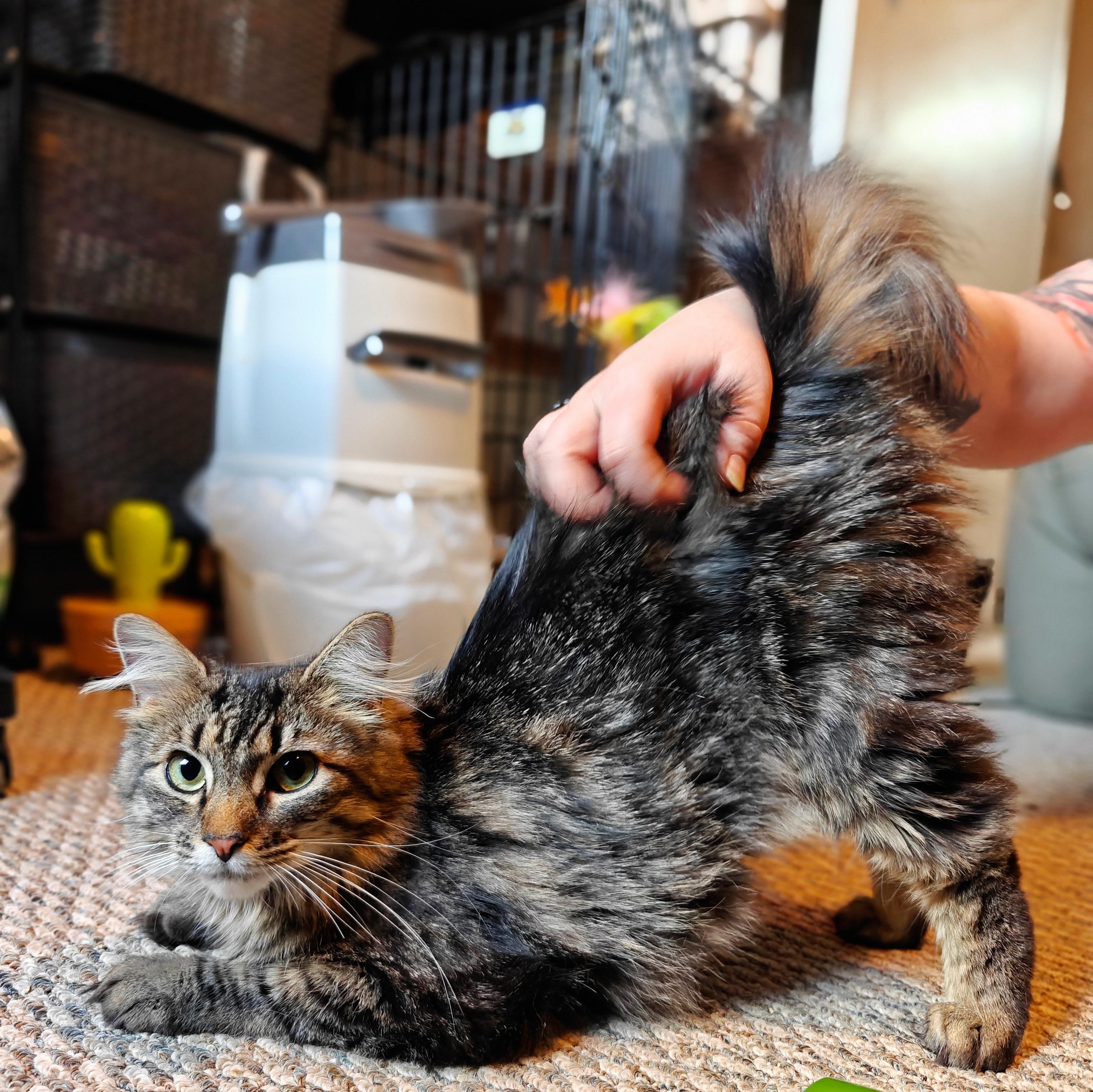 ANGEL, an adoptable Domestic Medium Hair in Campbell River, BC, V9W 5A7 | Photo Image 4
