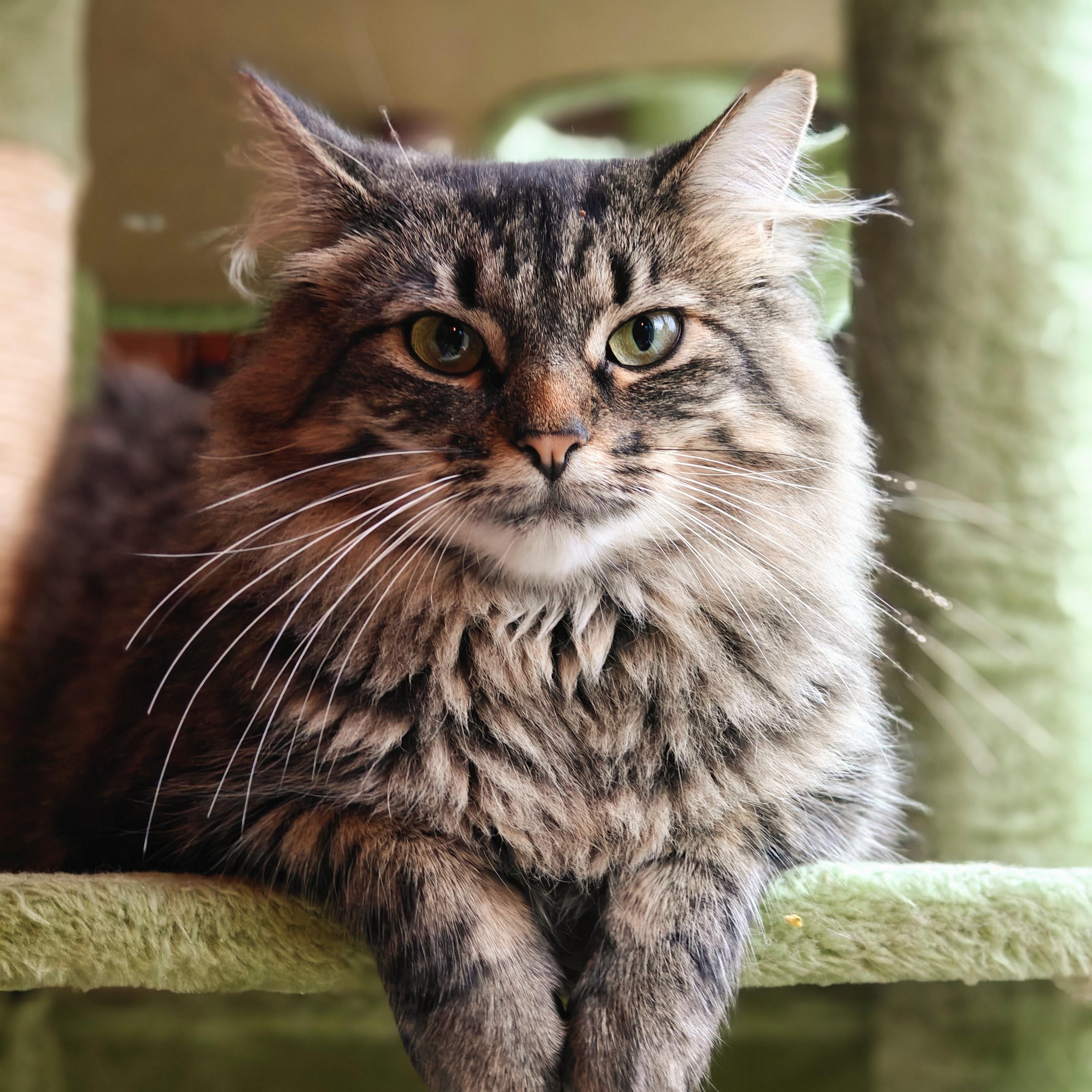 ANGEL, an adoptable Domestic Medium Hair in Campbell River, BC, V9W 5A7 | Photo Image 3
