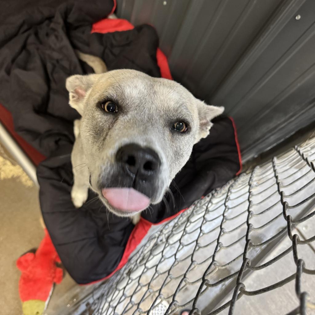 Flint FC, Adoptable, Adult Male Mixed Breed.