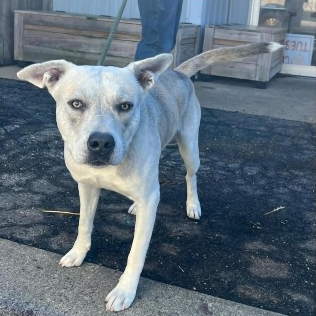 Flint FC, a Adoptable Mixed Breed in Union, MO image 3/6
