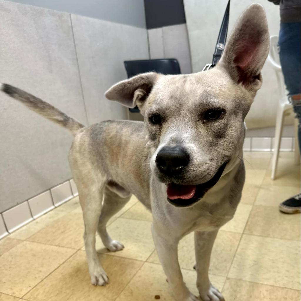 Flint FC, a Adoptable Mixed Breed in Union, MO image 4/6