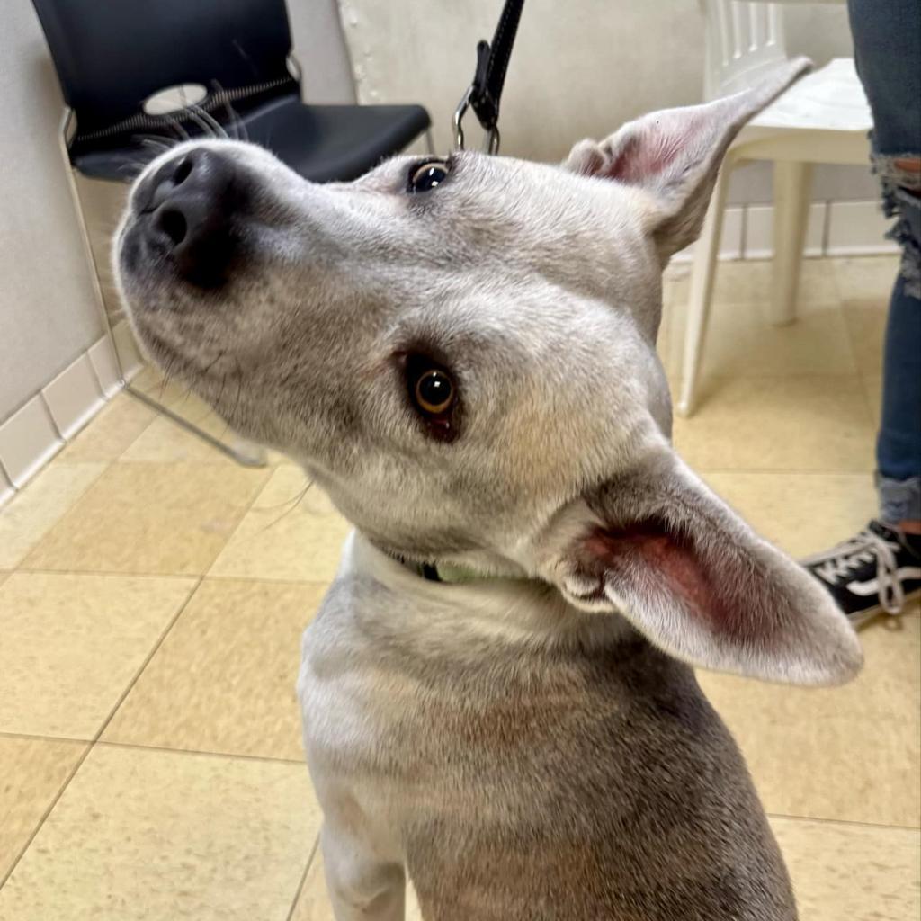 Flint FC, a Adoptable Mixed Breed in Union, MO image 5/6