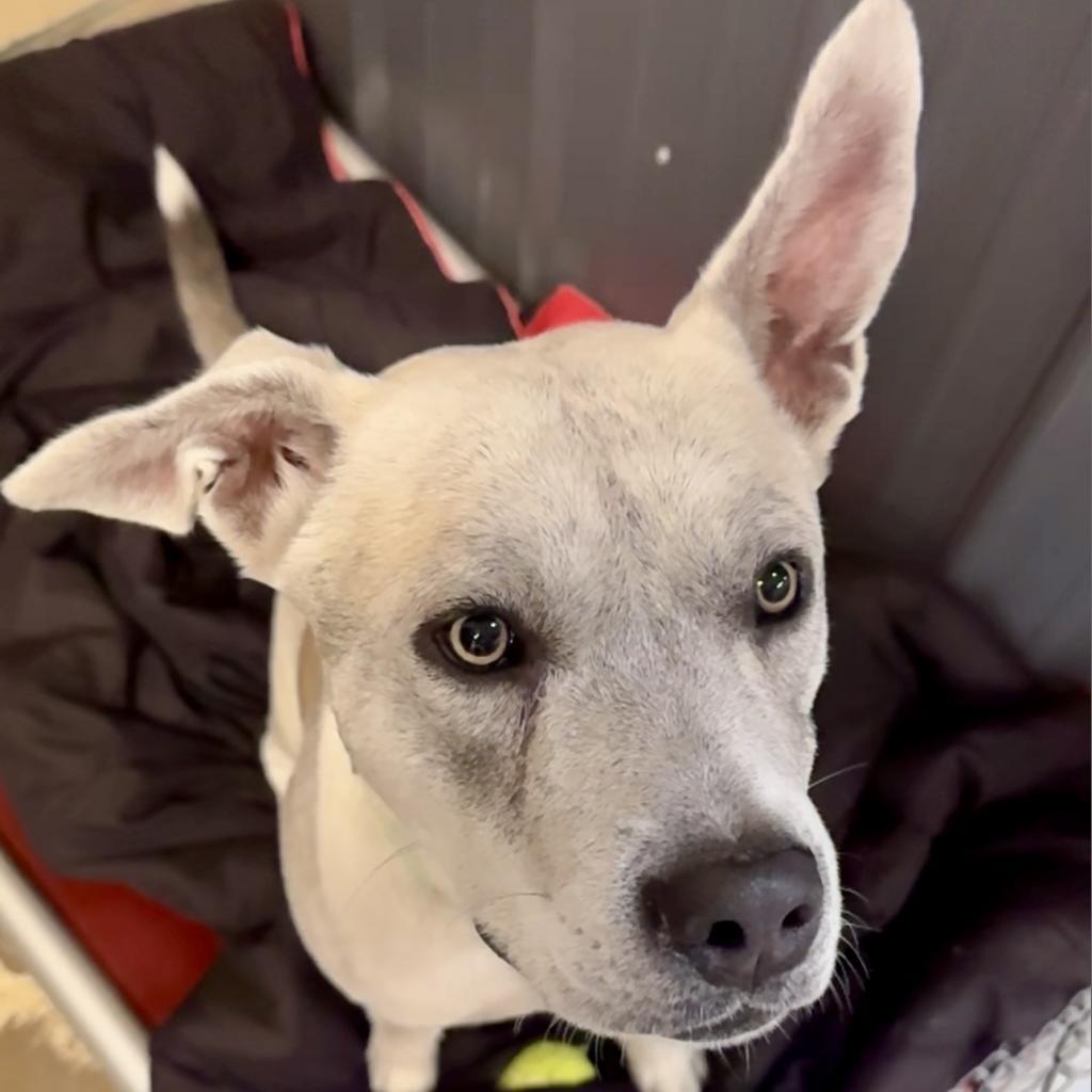 Flint FC, a Adoptable Mixed Breed in Union, MO image 6/6