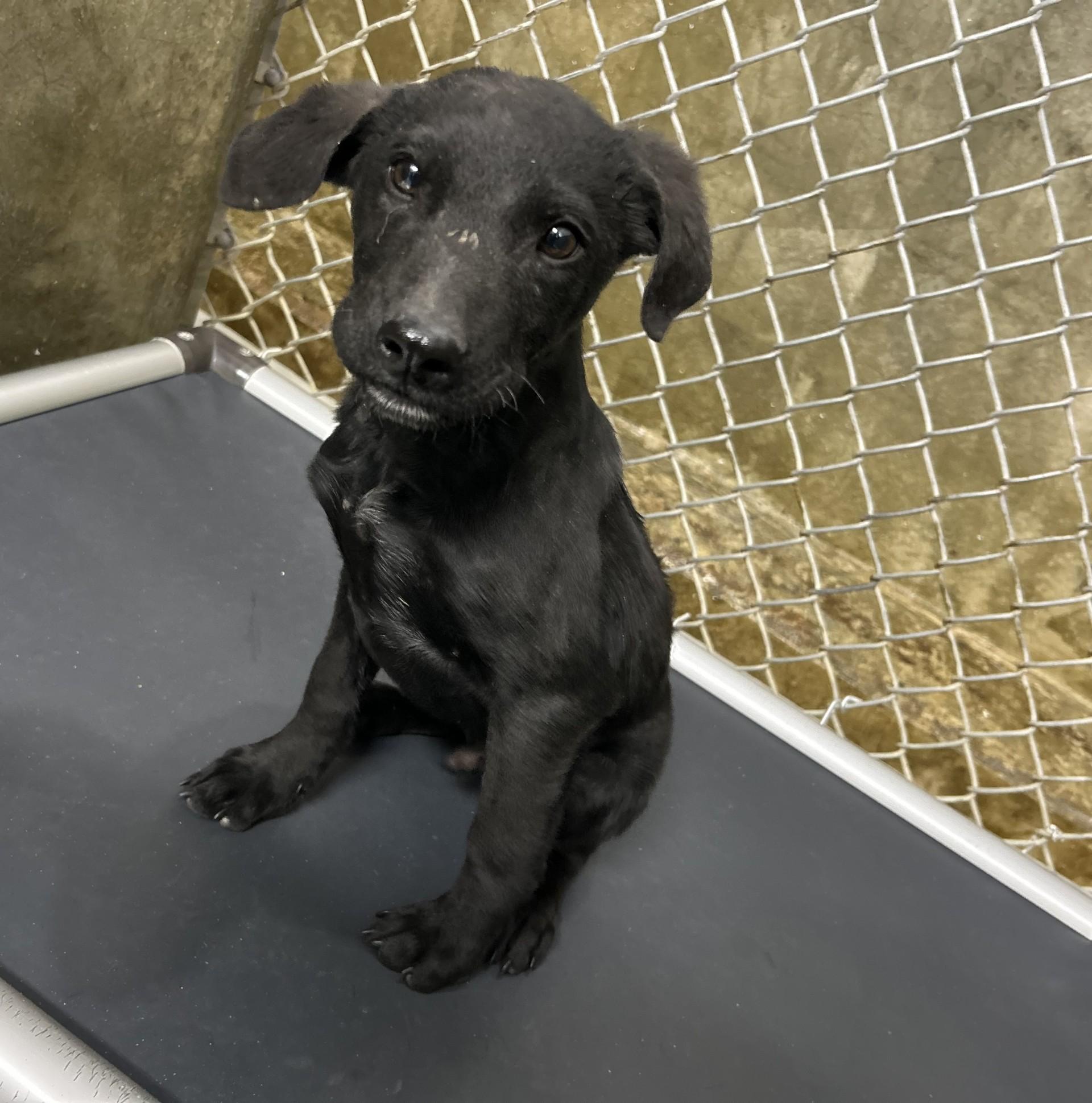 Enlarge Dasher, an adopted Mixed Breed in Germanton, NC image 1/1