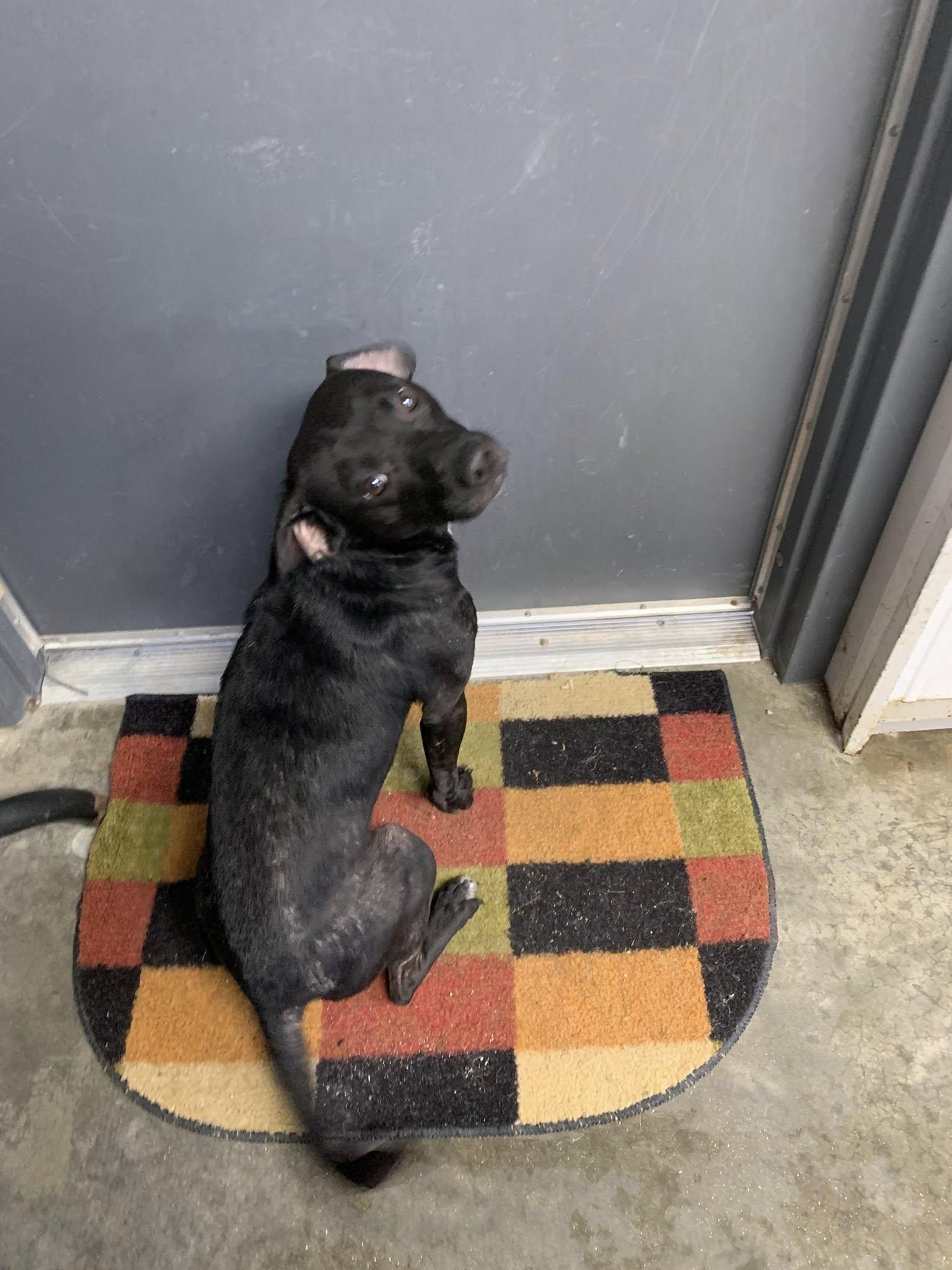 Enlarge Ruckus, a Adoptable Rat Terrier in Fairfield, IL image 1/1