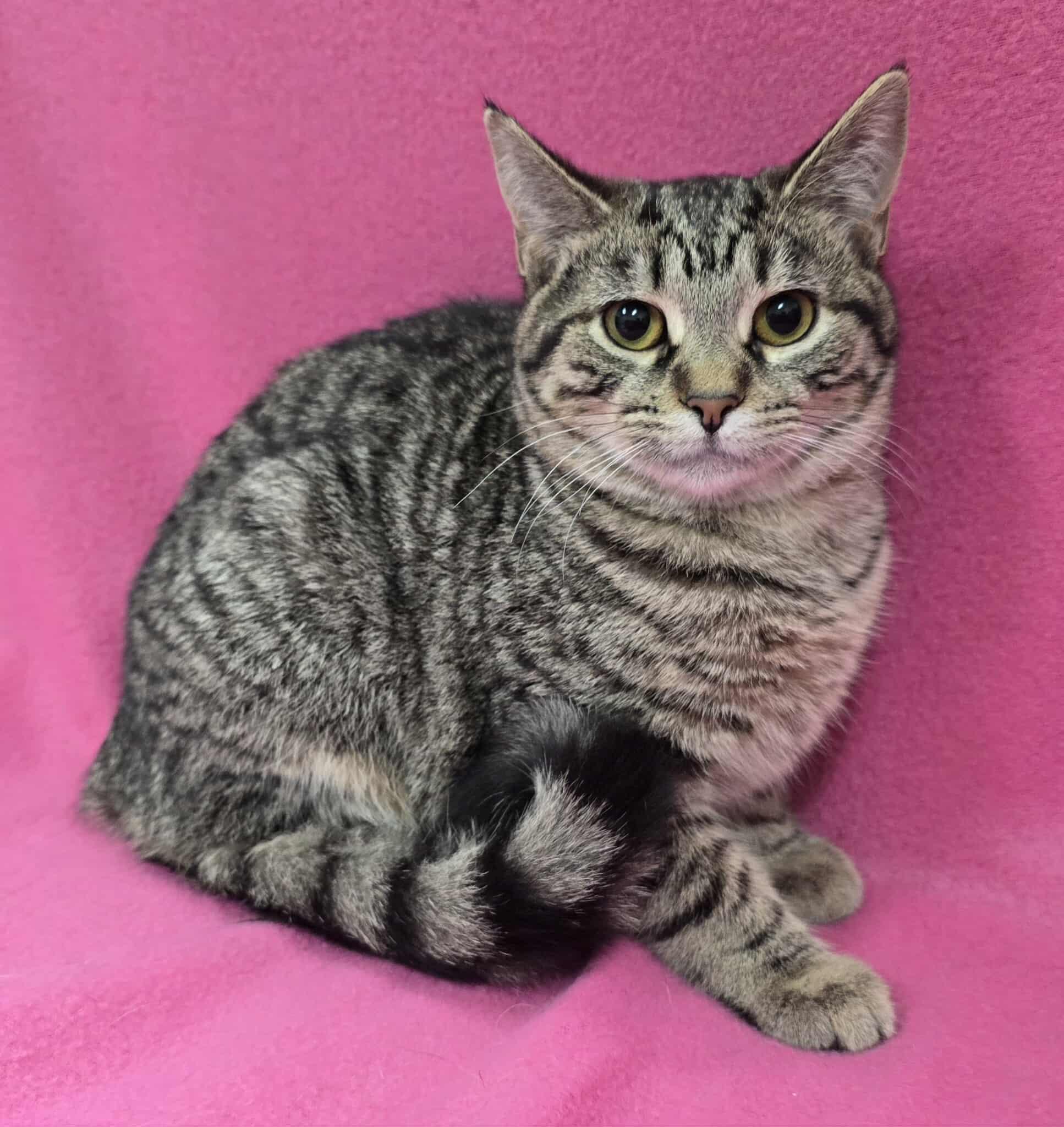 Enlarge Martini - Pet Supplies Plus - Lafayette, a Adoptable mixed breed in Frankfort, IN image 1/4