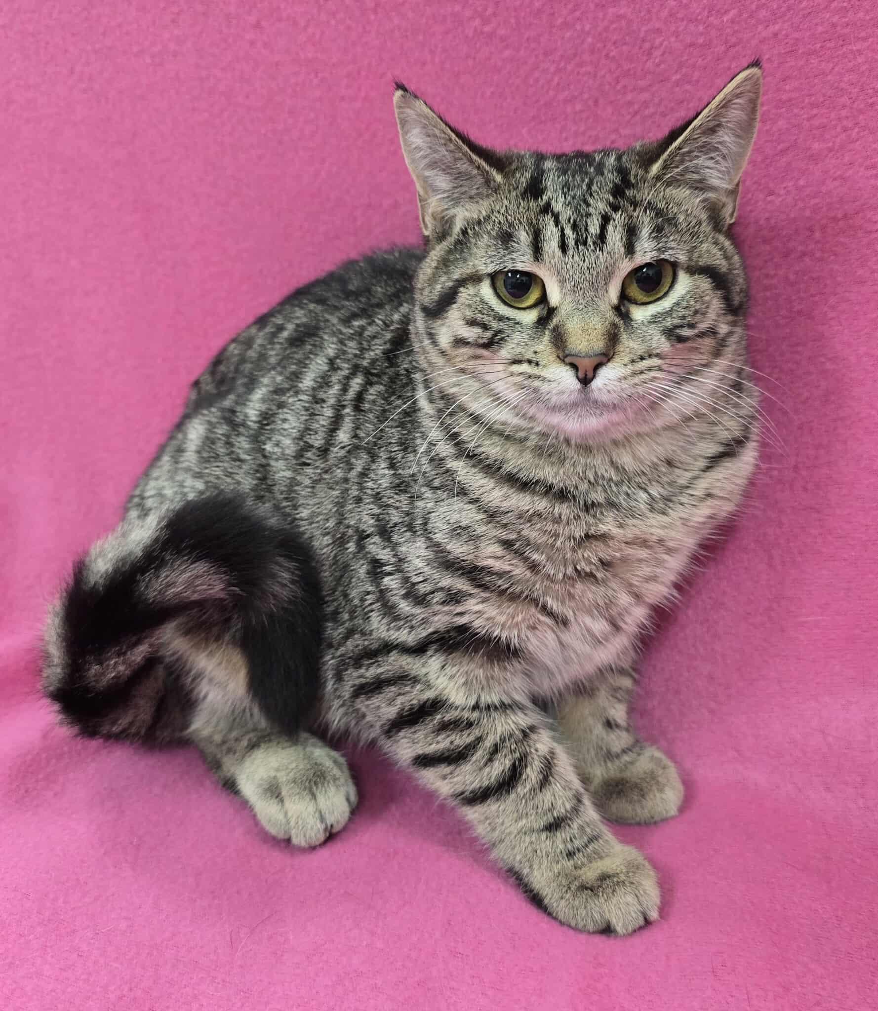 Enlarge Martini - Pet Supplies Plus - Lafayette, a Adoptable mixed breed in Frankfort, IN image 3/4