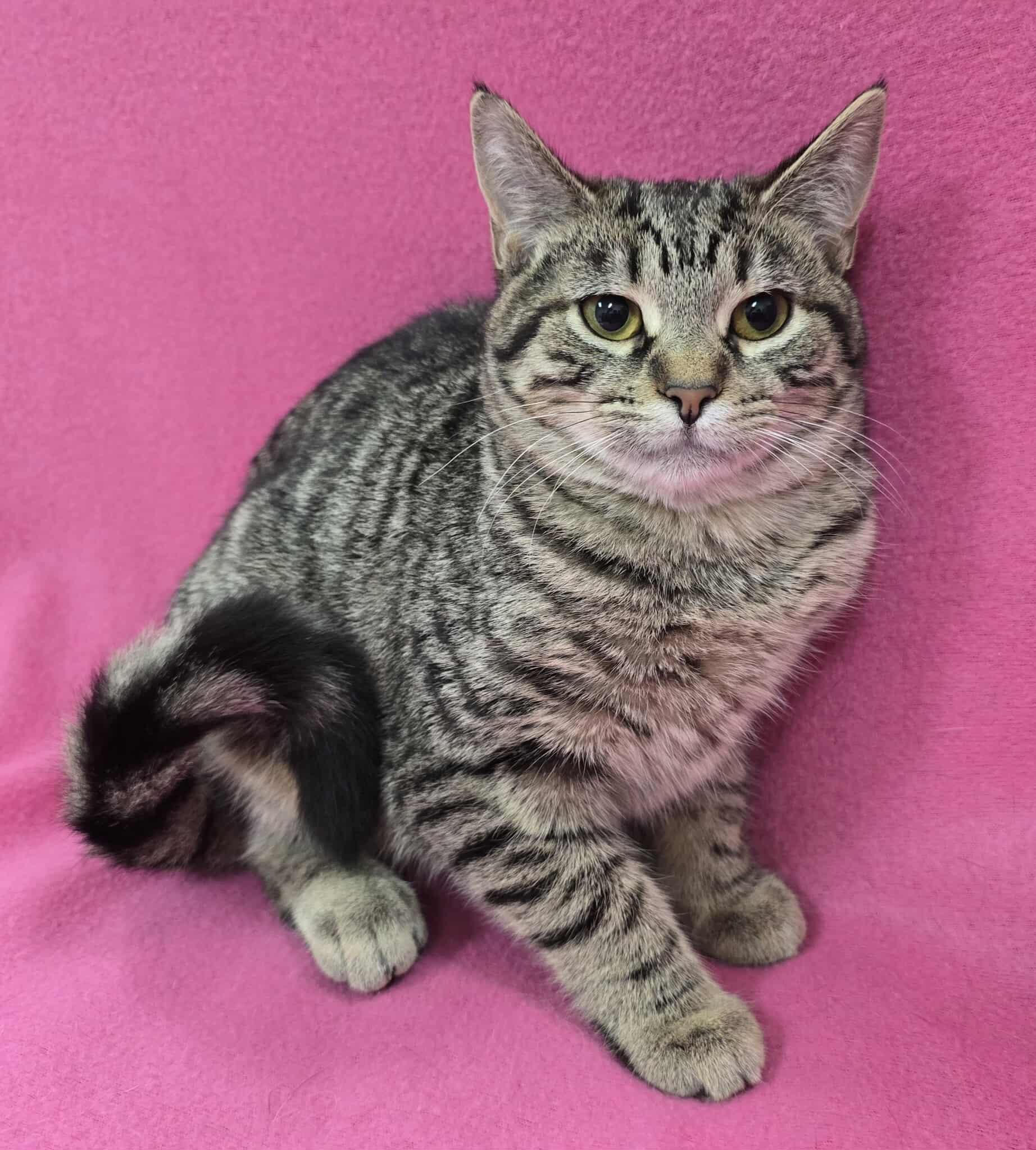 Enlarge Martini - Pet Supplies Plus - Lafayette, a Adoptable mixed breed in Frankfort, IN image 2/4