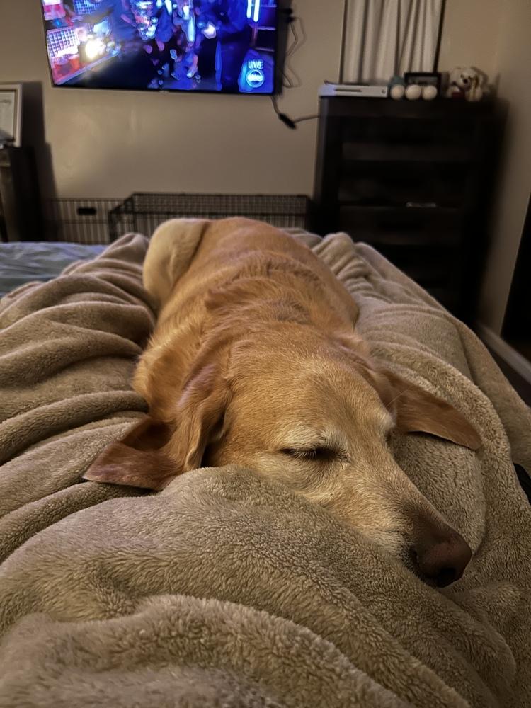 Danny Nash, Adoptable, Adult Male Foxhound & Golden Retriever.