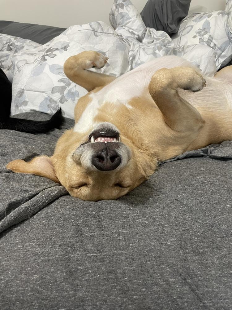 Enlarge Danny Nash, a Adoptable mixed breed in Saint Augustine, FL image 2/5