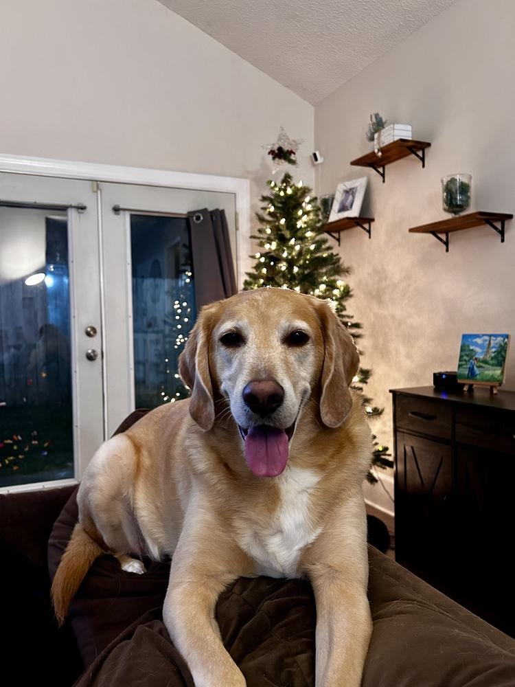 Enlarge Danny Nash, a Adoptable mixed breed in Saint Augustine, FL image 3/5