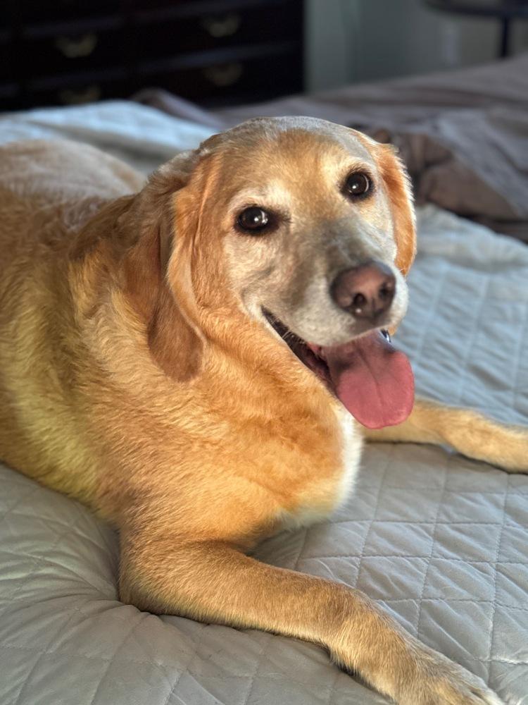 Enlarge Danny Nash, a Adoptable mixed breed in Saint Augustine, FL image 4/5