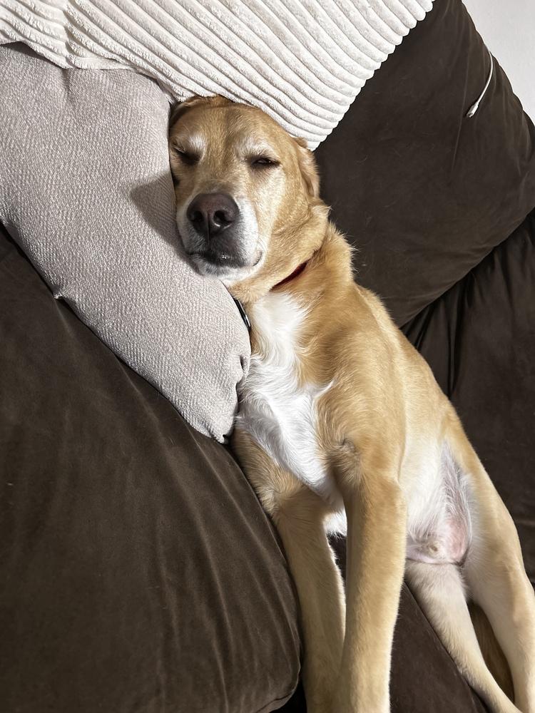 Enlarge Danny Nash, a Adoptable mixed breed in Saint Augustine, FL image 5/5