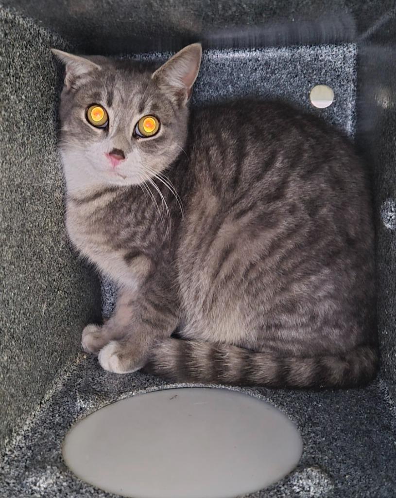 Patz, Adoptable, Young Male Domestic Short Hair.