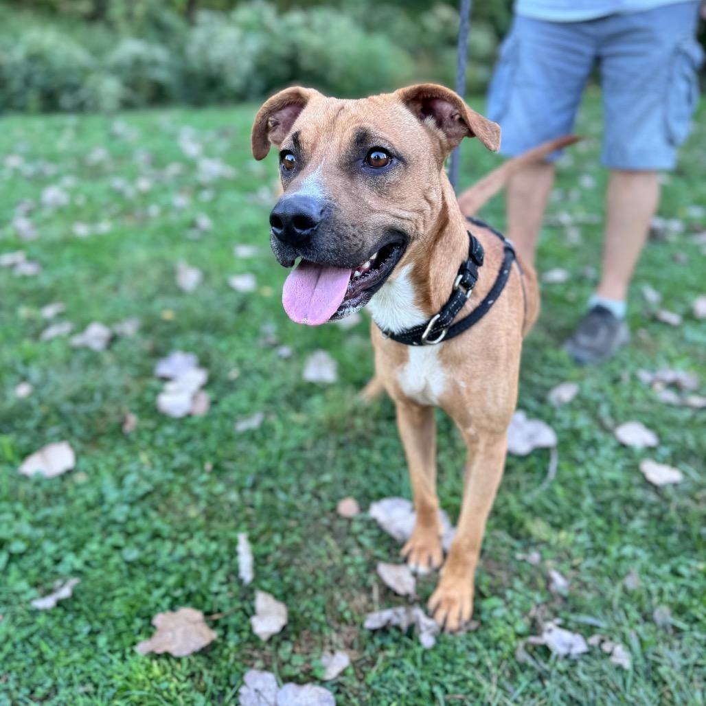 Scooby, Adoptable, Adult Male Shepherd & Mixed Breed.