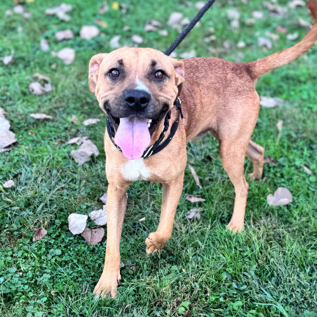 Enlarge Scooby, a Adoptable mixed breed in Parkersburg, WV image 3/6