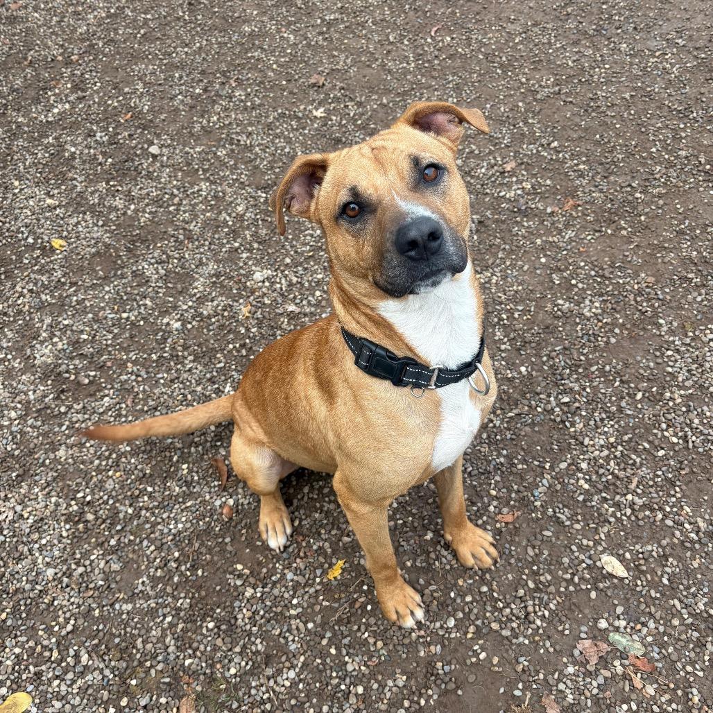 Enlarge Scooby, a Adoptable mixed breed in Parkersburg, WV image 4/6