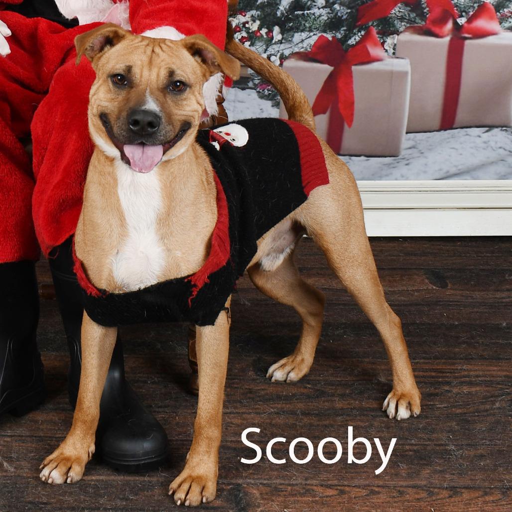 Enlarge Scooby, a Adoptable mixed breed in Parkersburg, WV image 5/6