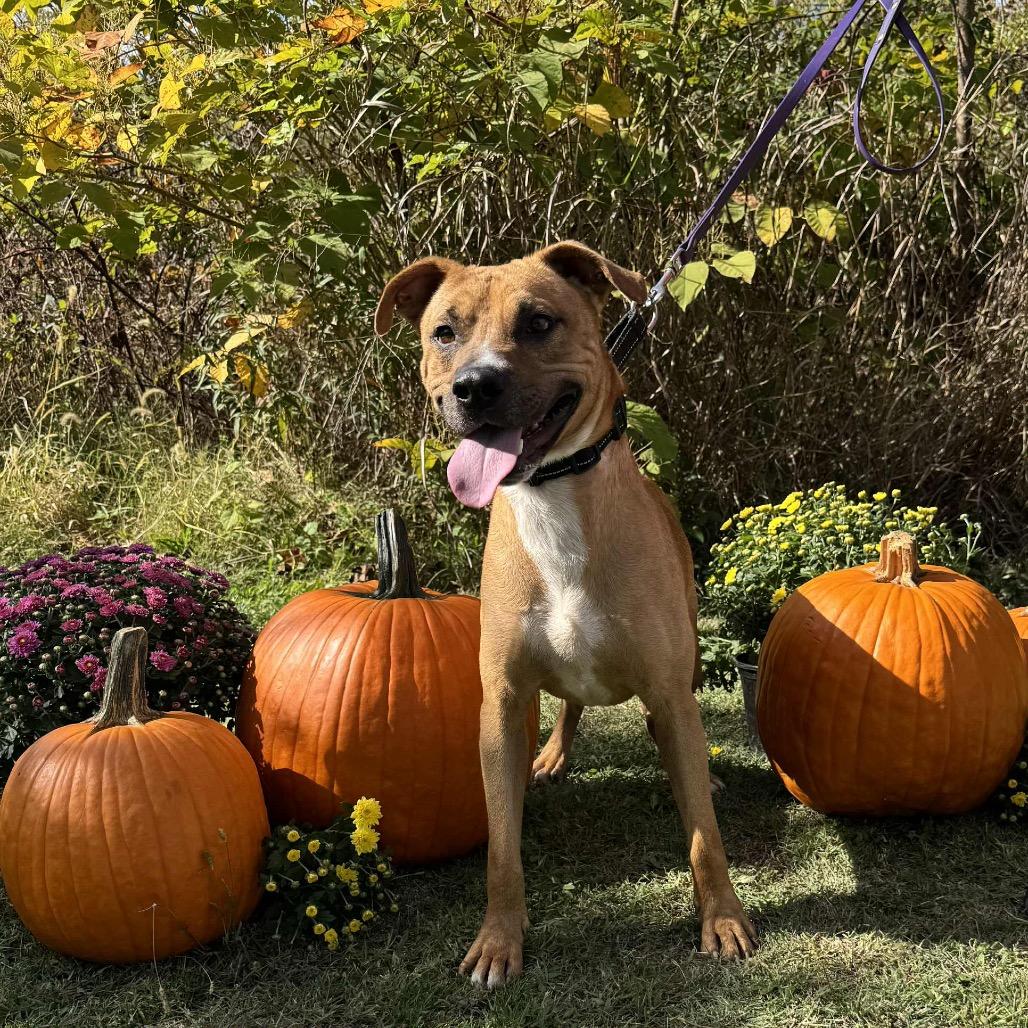 Enlarge Scooby, a Adoptable mixed breed in Parkersburg, WV image 6/6