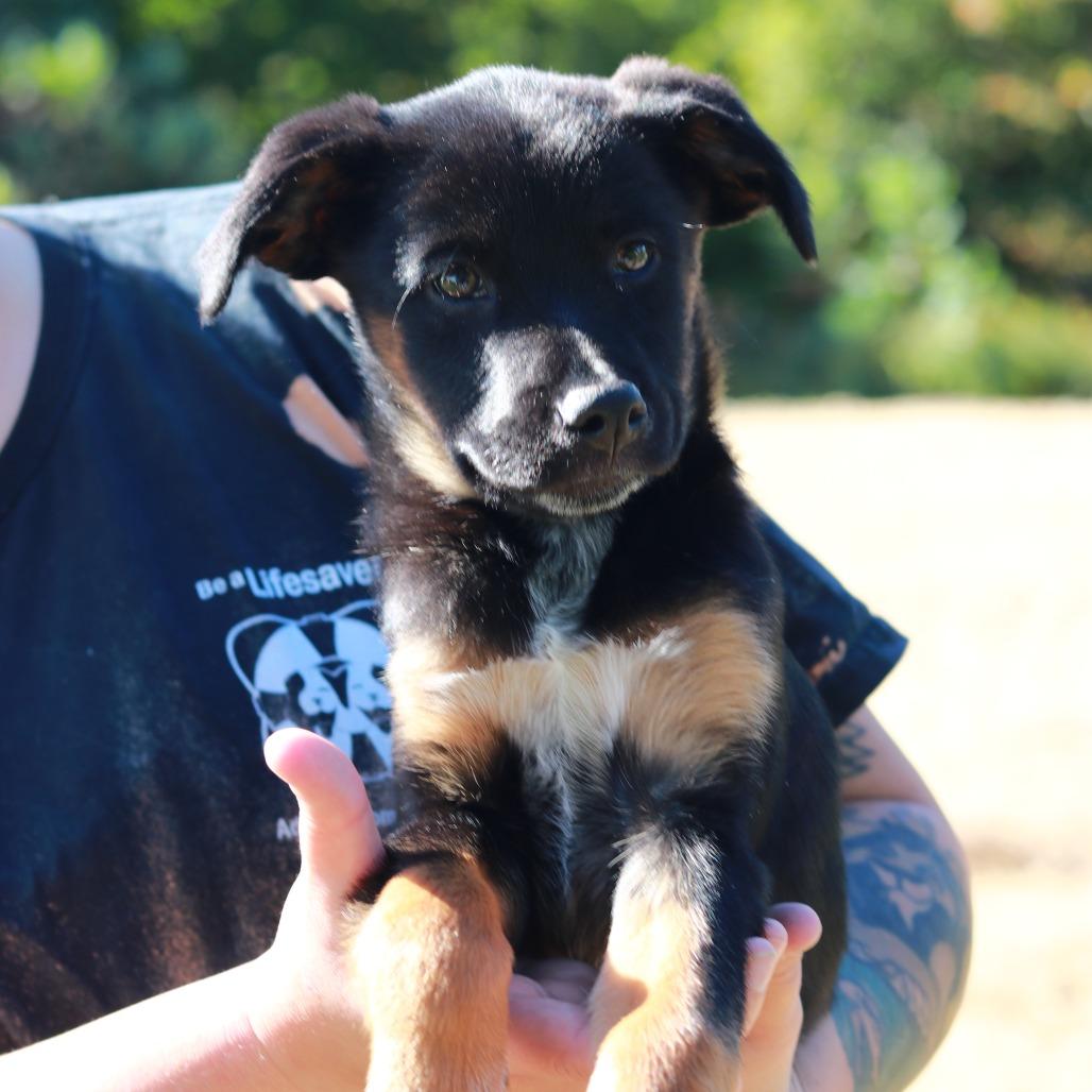 CT Baby, Adoptable, Puppy Female German Shepherd Dog.