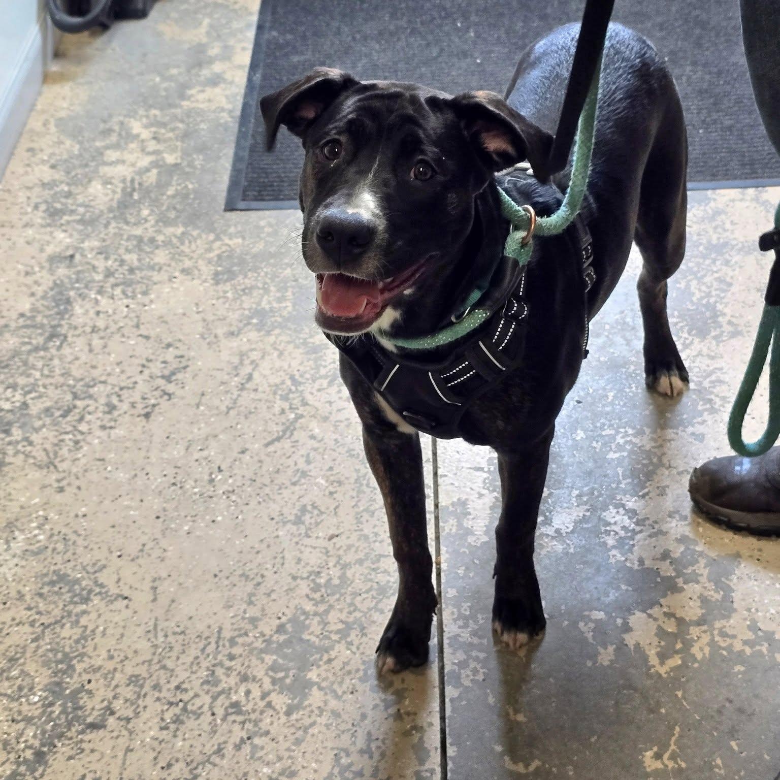 Enlarge Hera, an adopted Mixed Breed in Saint Marys, PA image 1/2