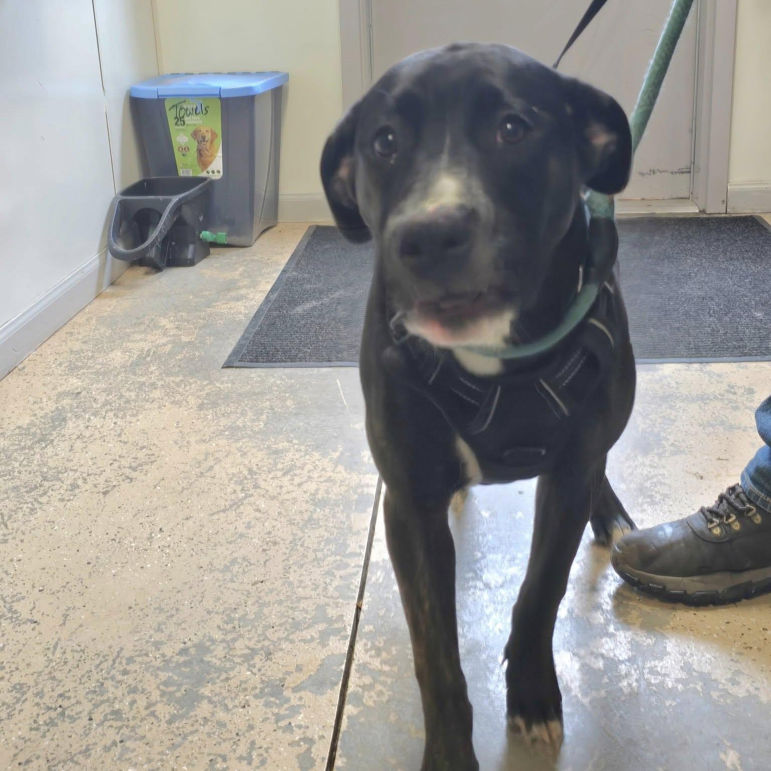 Enlarge Hera, an adopted Mixed Breed in Saint Marys, PA image 2/2