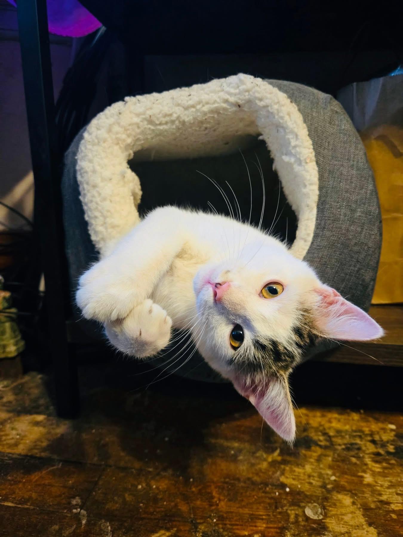 Ziggy, a Adoptable Domestic Short Hair in Chicago, IL image 2/5