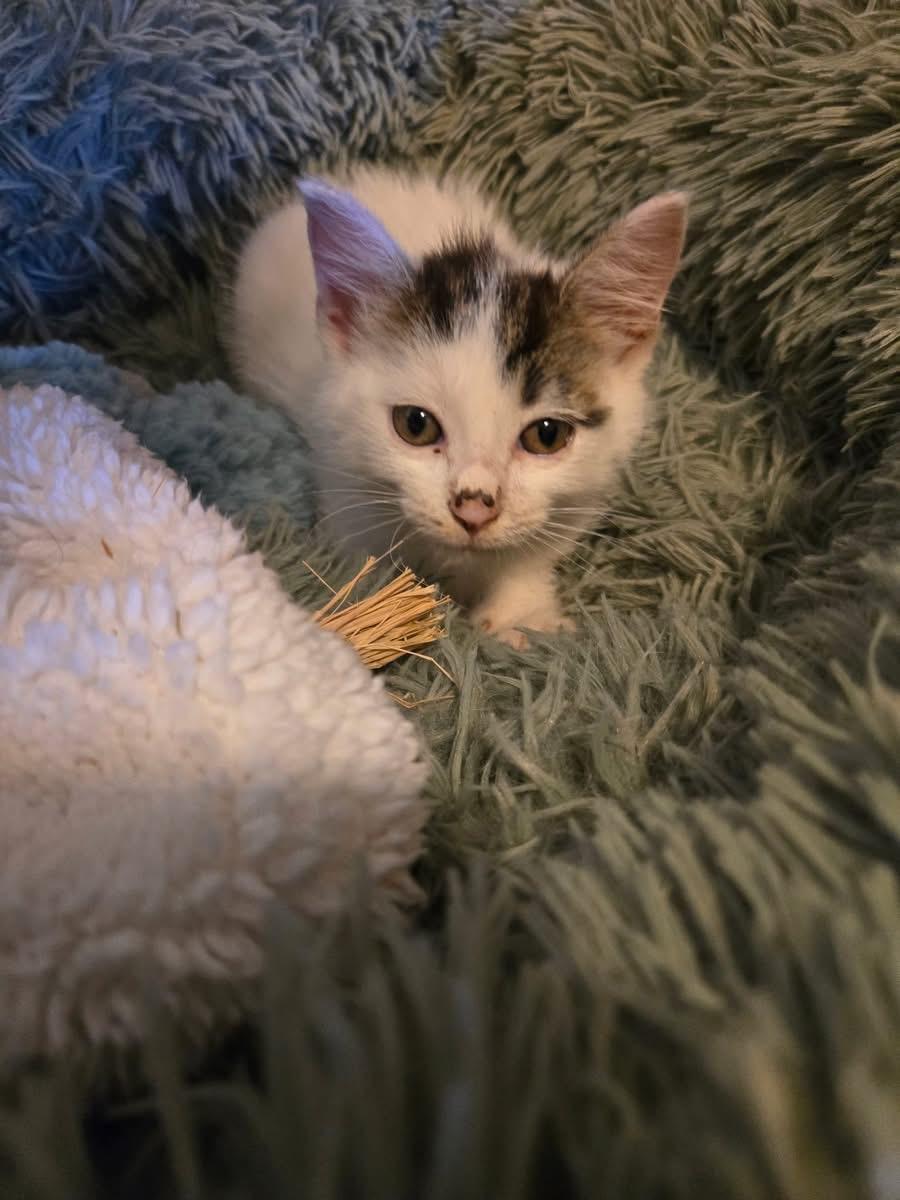 Ziggy, a Adoptable Domestic Short Hair in Chicago, IL image 5/5