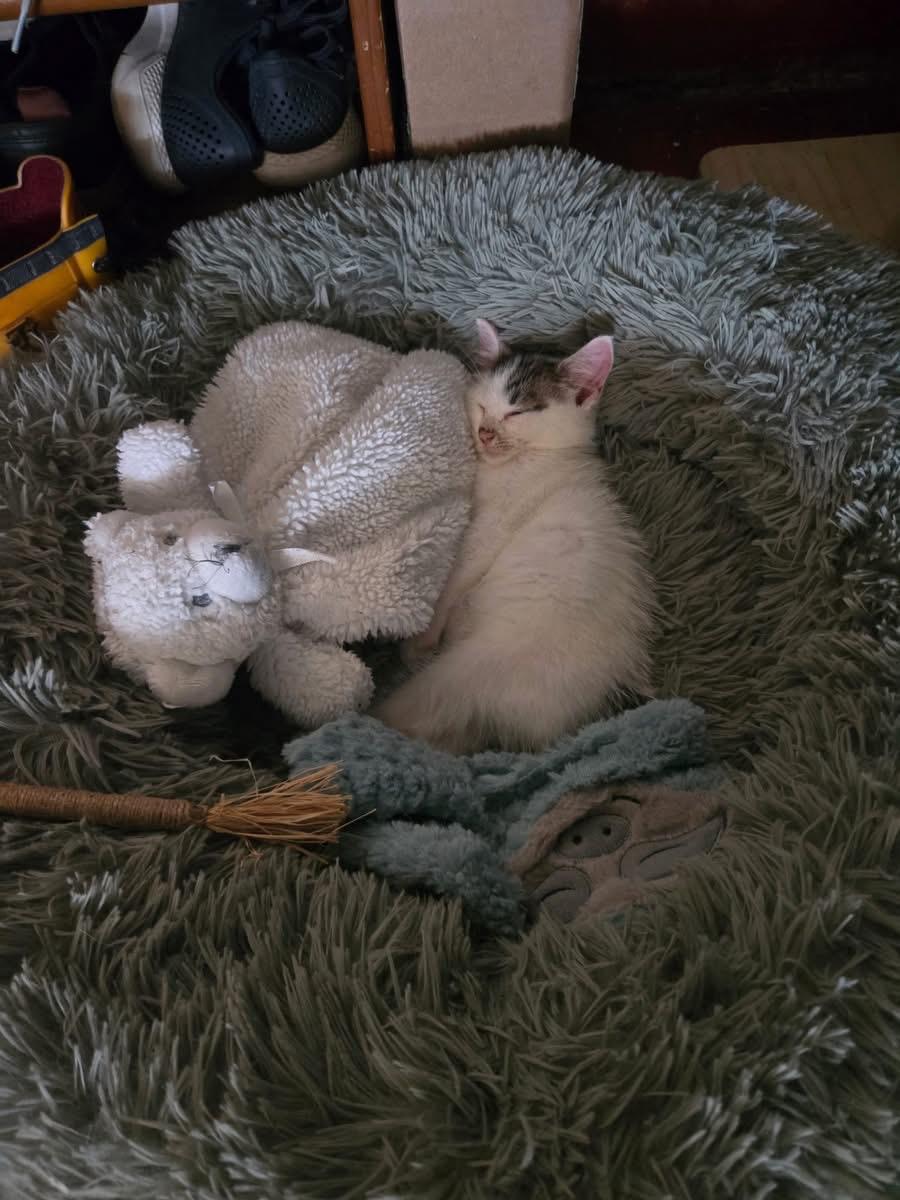 Ziggy, a Adoptable Domestic Short Hair in Chicago, IL image 4/5