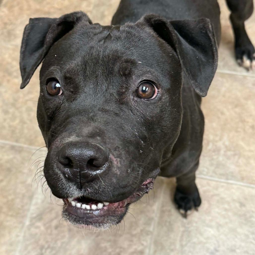 Elvis, Adoptable, Young Male Pit Bull Terrier.