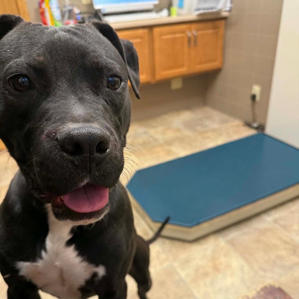 Elvis, a Adoptable Pit Bull Terrier in Lima, OH image 2/5