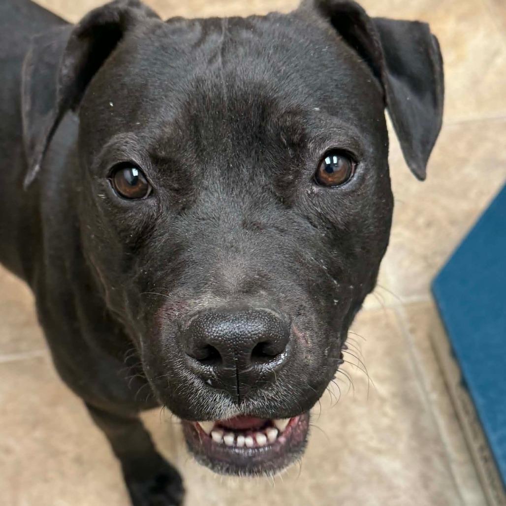 Elvis, a Adoptable Pit Bull Terrier in Lima, OH image 3/5